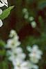 Exochorda racemosa, flowers