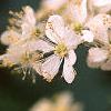 Filipendula vulgaris, flowers