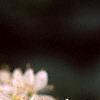 Filipendula vulgaris, flowers