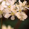 Filipendula vulgaris, flowers