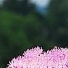 Filipendula rubra, flowers