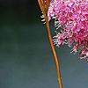 Filipendula rubra, flowers
