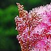 Filipendula rubra, flowers