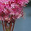 Filipendula rubra, flowers