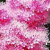 Filipendula rubra, flowers
