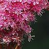 Filipendula rubra, flowers