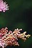 Filipendula rubra, flowers