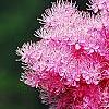 Filipendula rubra, flowers