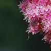 Filipendula rubra, flowers