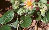 Fragaria 'Lipstick', habit