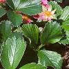 Fragaria 'Lipstick', habit