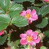 Fragaria 'Lipstick', habit
