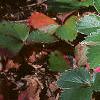 Fragaria 'Lipstick', habit