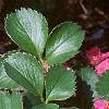 Fragaria 'Lipstick', habit