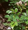 Fragaria 'Lipstick', habit