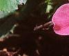 Fragaria 'Lipstick', flowers