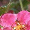 Fragaria 'Lipstick', flowers
