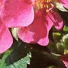 Fragaria 'Lipstick', flowers