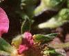Fragaria 'Lipstick', flowers