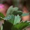Fragaria 'Lipstick', flowers