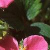 Fragaria 'Lipstick', flowers