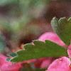 Fragaria 'Lipstick', flowers