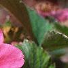 Fragaria 'Lipstick', flowers
