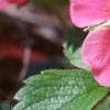 Fragaria 'Lipstick', flowers