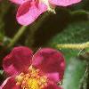 Fragaria 'Pink Panda', flowers