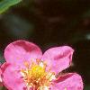 Fragaria 'Pink Panda', flowers