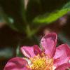 Fragaria 'Pink Panda', flowers