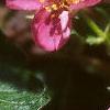 Fragaria 'Pink Panda', flowers