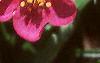 Fragaria 'Pink Panda', flowers