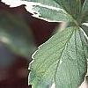 Fragaria vesca 'Variegata', leaves