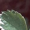Fragaria vesca 'Variegata', leaves