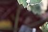 Fragaria vesca 'Variegata', leaves