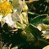 Fragaria vesca 'Variegata', flowers