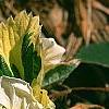 Fragaria vesca 'Variegata', flowers