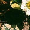 Fragaria vesca 'Variegata', flowers