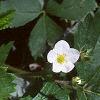 Fragaria virginiana, habit
