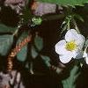 Fragaria virginiana, habit