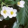 Fragaria virginiana, habit