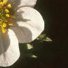 Fragaria virginiana, flowers