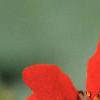 Geum chiloense 'Mrs. Bradshaw', flowers
