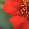 Geum chiloense 'Mrs. Bradshaw', flowers