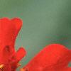 Geum chiloense 'Mrs. Bradshaw', flowers