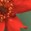 Geum chiloense 'Mrs. Bradshaw', flowers