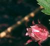 Geum triflorum, flowers
