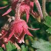Geum triflorum, flowers