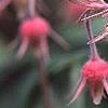 Geum triflorum, flowers